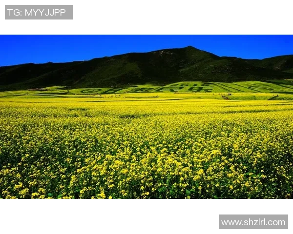 杨秀英独家揭秘：深入解析足球技巧与比赛心得分享实时数据